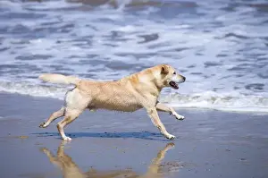 Labrador Dog Running on beach Waxham Beach Norfolk UK