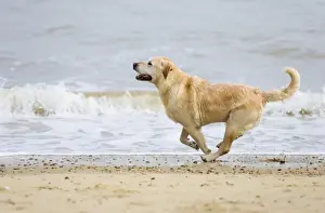 Labrador Dog Running on beach Waxham Beach Norfolk UK