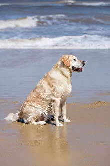Labrador Gallery: Labrador Dog - Sitting on beach