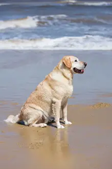 Labrador Prints: Labrador Dog Sitting on beach Waxham Beach Norfolk UK