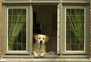 Guard Dogs Prints: Labrador Dog At window of house