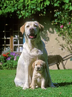 Labrador Dogs sitting down on grass - Adult and puppy