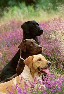 Mixed Colours Collection: Labrador Dogs - Yellow chocolate & Black