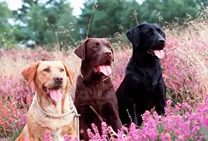 Lines Prints: Labrador Dogs Yellow, chocolate and black Labradors in heather