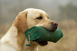 Holding Collection: Labrador - with dummy in mouth