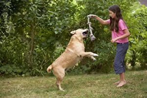 Labrador - jumping for toy held by young girl