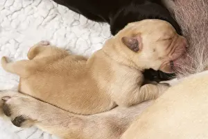 Labrador - newborn puppy suckling