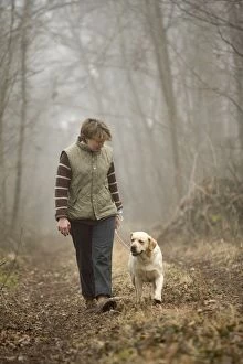 Images Dated 18th March 2005: Labrador - with owner walking in woodland