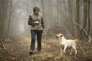 Labrador - with owner walking in woodland