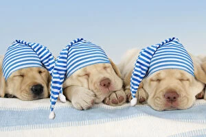 Three labrador puppies sleeping and wearing nightcaps Three labrador puppies sleeping and wearing nightcaps