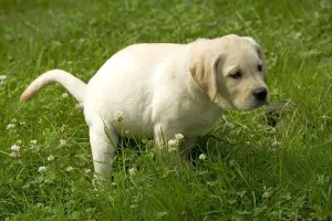 Faeces Prints: Labrador - puppy defecating