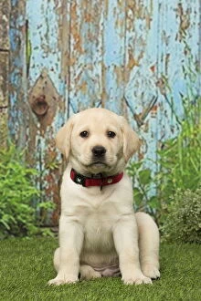 Labrador puppy dog outdoors