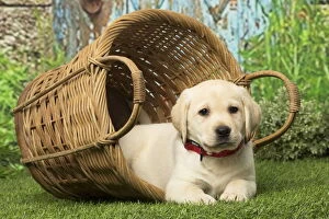 Girl's Bedroom Gallery: Labrador puppy dog outdoors