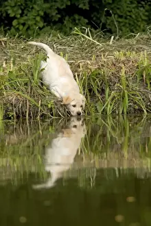 Reaching Prints: Labrador - puppy drinking from water's edge
