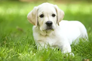 Nervous Prints: Labrador - puppy lying in grass