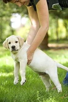 Labrador - puppy being picked up by owner