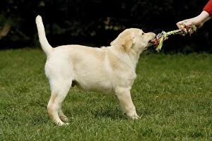 Labrador - puppy plaing tug-of-war with toy