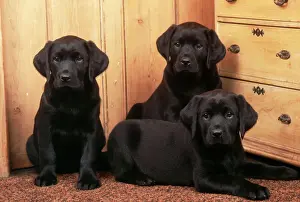 Friend Prints: Labrador Retriever Dog 3 puppys