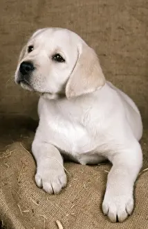 Labrador Retriever Dog 8 week old puppy