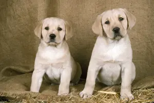 Labrador Retriever Dog - 8 wek old puppies sitting