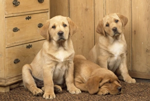 Labrador -young puppies sleeping
