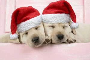 Images Dated 3rd February 2020: Labrador retriever Dog, puppies asleep in a wooden box wearing Christmas hats Date: 12-Apr-07