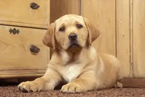 Labrador Retriever Dog Puppy