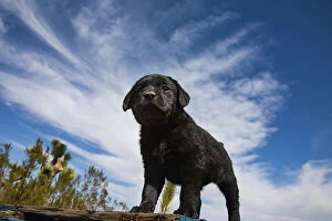 Curiosity Collection: Labrador retriever puppies Date: 17-03-2020