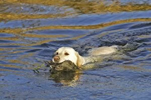 Labrador - swimming, retrieving gamebird from water