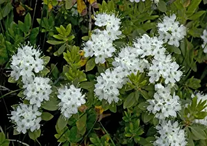 Aromatic Prints: Labrador Tea growing in Sierra Nevada