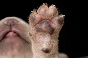 Labrador - underside of puppies paw