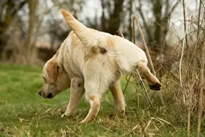 Scenting Prints: Labrador - urinating