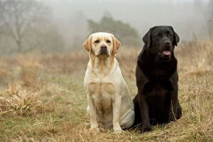 Labrador - Yellow and black