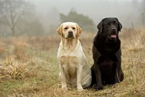 Dog - Labrador Retriever