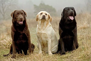 Images Dated 29th November 2007: Labrador - Yellow, black and chocolate