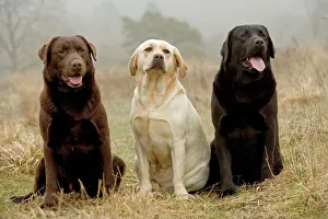 Mixed Colours Collection: Labrador - Yellow, black and chocolate