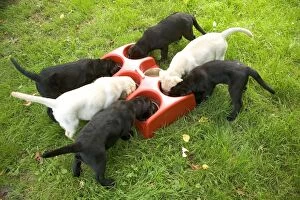 Bowls Collection: Labrador - yellow and black puppies eating from bowls