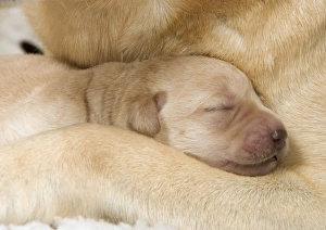 Labrador - adult and puppy