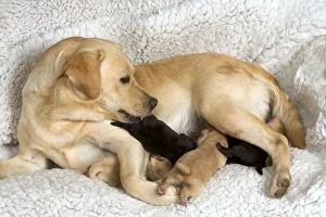 Labrador - with young puppies suckling