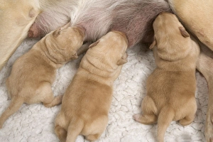 Labrador - with young puppies suckling