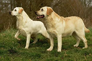 Labradors