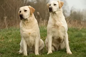 Gudogs Prints: Labradors - sitting