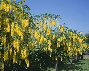 Laburnham
