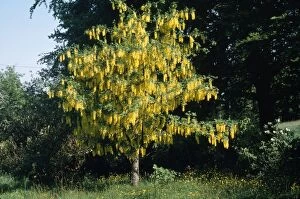 LABURNUM - tree in bloom