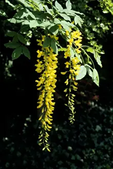 Laburnum UK