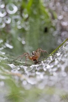 Images Dated 1st August 2013: Labyrinth Spider on Web with water droplets in