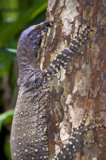 Monitors Prints: Lace Monitor / Goanna - adult climbing up tree trunk - Queensland - Wet Tropics World Heritage Area - Australia