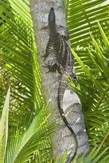 Lace Monitor / Goanna - adult climbing up the trunk of a coconut palm
