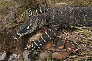Images Dated 2nd January 2009: Lace Monitor - hunting in rocky outcrop