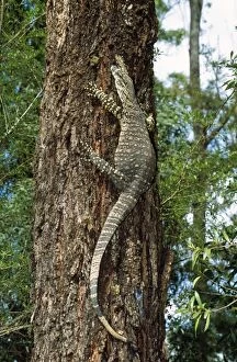 Lace Monitor Lizard - up a tree